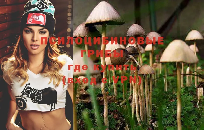 где найти   Дедовск  OMG ТОР  Псилоцибиновые грибы Psilocybe 